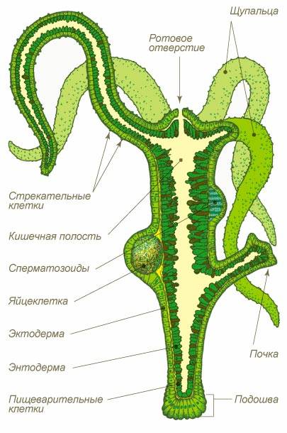 BlackSprut ссылка на сайт тор браузере