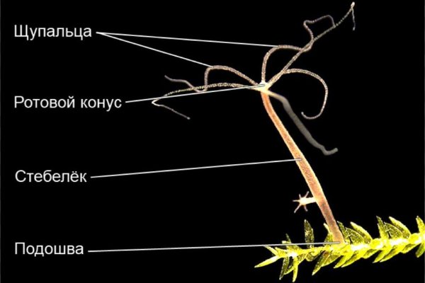 Сайт крамп официальный ссылка 2krn.cc